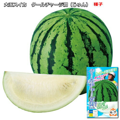 『 クールチャージ 潤 じゅん 』 白色系 スイカ 種子 5粒 西瓜