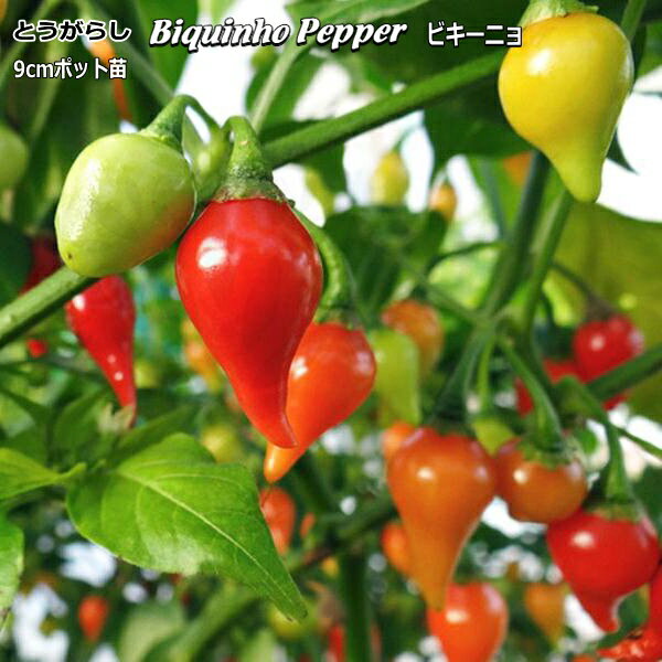 Ȥ餷 ӥ˥ Biquinho Pepper 9cmݥå ȥ饷