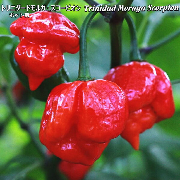 ホットペッパー Trinidad Moruga Scorpion トリニダードモルガスコーピオン 9cmポット苗 トウガラシ