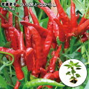 房なり唐辛子 八ツ房 9cmポット苗 トウガラシ