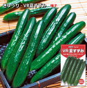 キュウリ 胡瓜 種子 VR夏すずみ 夏秋 きゅうり