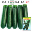ズッキーニ【 ゼルダ・ネロ 】種子