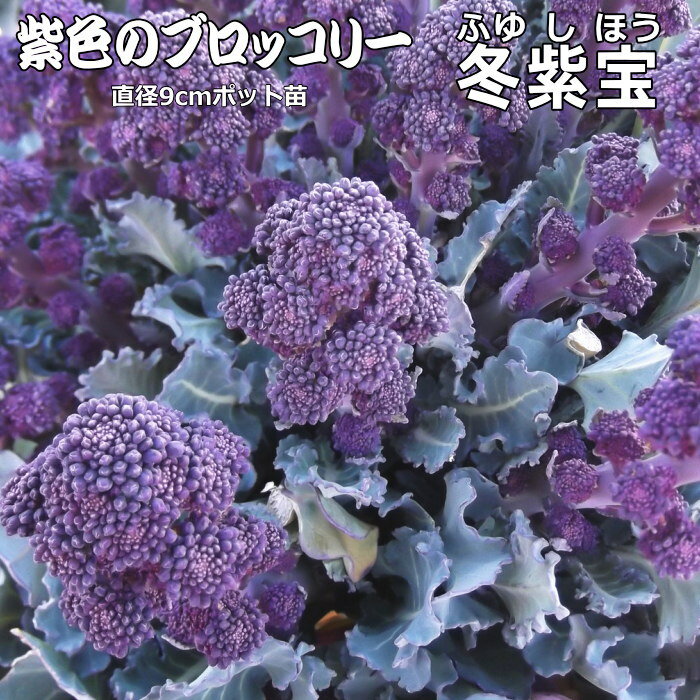 ブロッコリー 冬紫宝 ふゆしほう 9cmポット苗