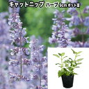 ハーブ【 キャットニップ 】9cmポット苗