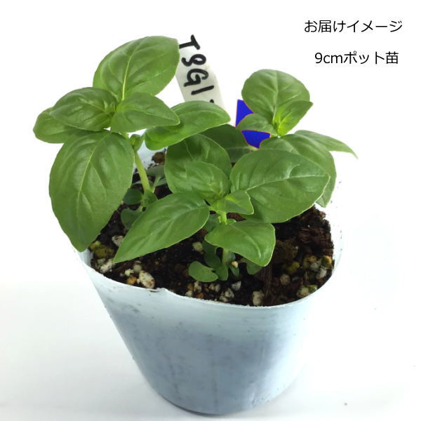 『 TSGI-217 Basilico 』 バジル苗 9cmポット