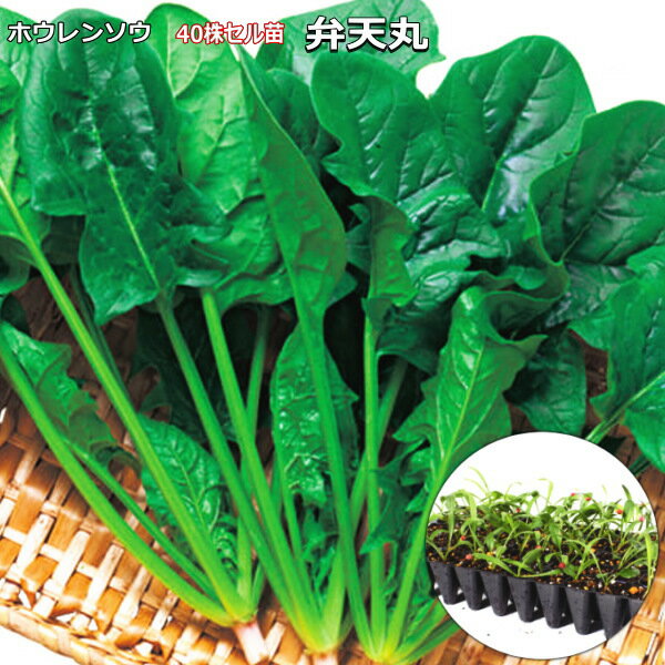 『 弁天丸 』 ほうれんそう苗 40株（50穴）セル ホウレンソウ