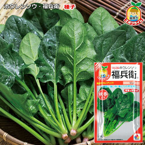 ホウレンソウ【 福兵衛 】種子 40ml（エボプライム種子）／ふくべえ