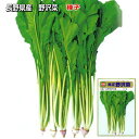 野沢菜 種子 20ml~40ml
