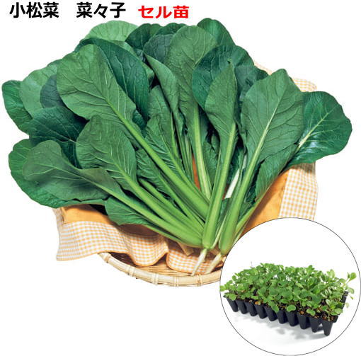 小松菜 『 菜々子 ななこ 』45株（50穴）セル苗 コマツナ 小松菜