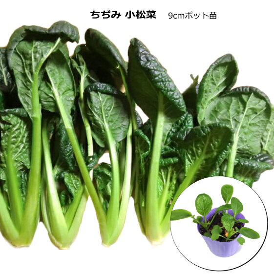 『 ちぢみこまつ菜 』 小松菜苗 9cmポット コマツナ
