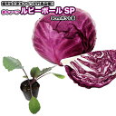 赤キャベツ【 ルビーボールSP 】9cmポット苗