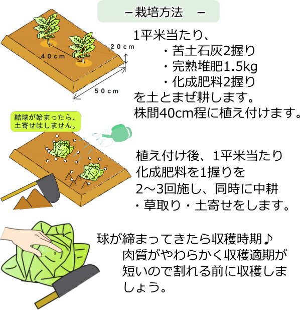 キャベツ 味春 みはる 9cmポット苗