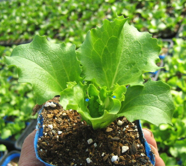 �� �С����졼 �� �쥿���� 9cm�ݥå� ���쥿��