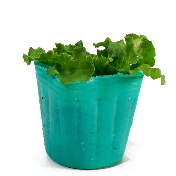 �� ���꡼��֡��� �� �쥿���� 9cm�ݥå� �꡼�ե쥿��