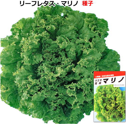 レタス 種子 マリノ グリーン リーフレタス 1.5ml～20ml