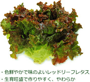 �� ��åɥե����䡼 �� �쥿���� 9cm�ݥå� �֤��꡼�ե쥿��