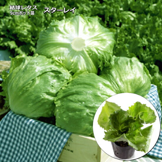 『 スターレイ 』 レタス苗 9cmポット 結球レタス