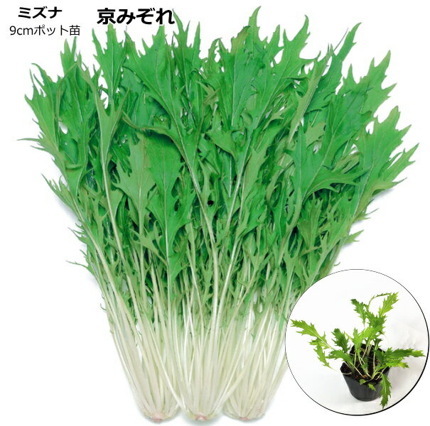 ミズナ 京みぞれ 9cmポット苗 水菜のサムネイル