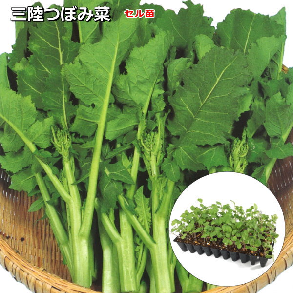 『 三陸つぼみ菜 』 なばな苗 45株（50穴）セル 花菜