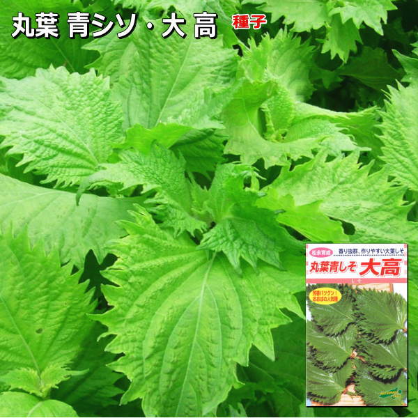 しそ 種子　丸葉青しそ　大高　5ml～1dlのサムネイル