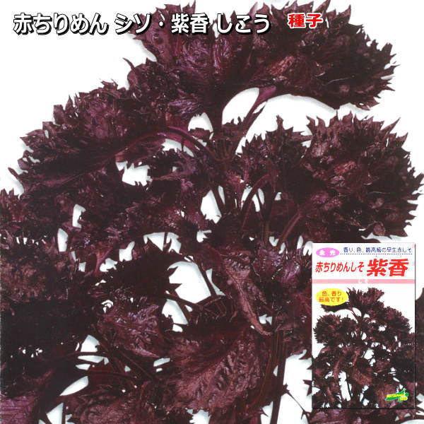 しそ【 紫香 】種子 5ml ～20ml／赤ちりめんしそのサムネイル