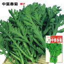 春菊【 中葉春菊 】種子 27ml~90ml