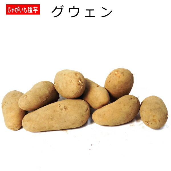 じゃがいも グウェン 種芋 500g