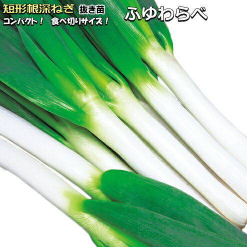 ねぎ ふゆわらべ 抜き苗 30本 短形根深ネギ