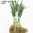 ねぎ ホワイトスター 無農薬抜き苗 (サビ有り)50本 秋~早春収穫用のネギ