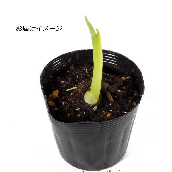 『 土垂れ 』 さといも苗 芽出しポット植え 里芋 ドダレ