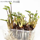 さといも 八つ頭 やつがしら 芽出苗 里芋 サトイモ