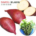 さつまいも・ほしあかね ウイルスフリー 切り苗 なえ屋産の丈夫なサツマイモ苗