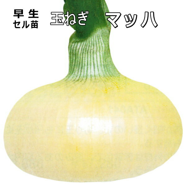 早生 『 マッハ 』 たまねぎ 90本（100穴) セル苗