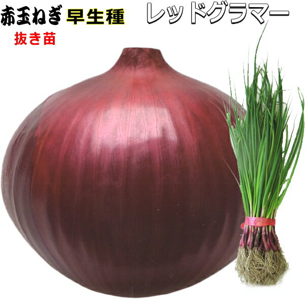 早生 『 レッドグラマー 』 赤たまねぎ 抜き苗 30本 - 暖地では4月下旬から収穫可能