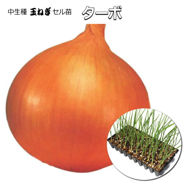 中生 『 ターボ 』 たまねぎ 90本（100穴) セル苗