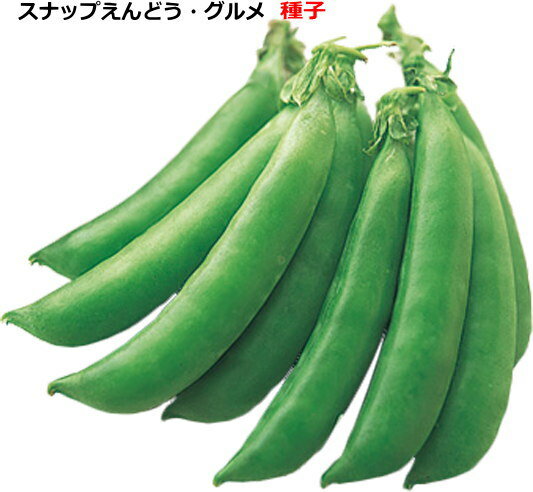 スナップえんどう【 グルメ 】種子 18ml～1dl