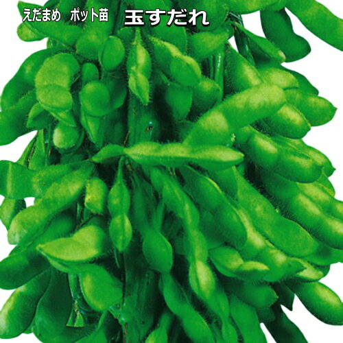 家庭菜園におすすめのエダマメ苗！安くてコスパの良い野菜苗を教えて！