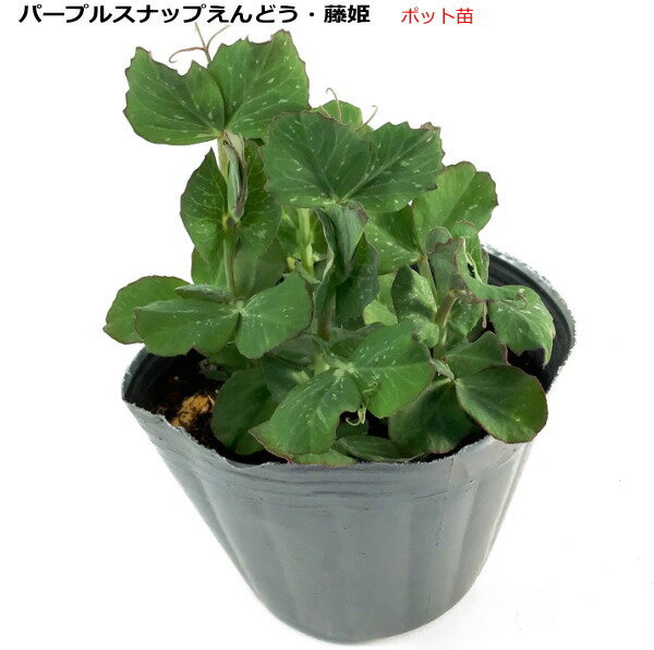 パープルスナップえんどう 藤姫 9cmポット苗 エンドウのサムネイル