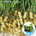 小粒 落花生 9cmポット苗 ピーナツ