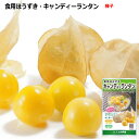 食用ほおずき・キャンディーランタン (コート種子 14粒)