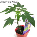 パパイヤ・レッドバレル 10.5cmポット苗 熱帯果樹