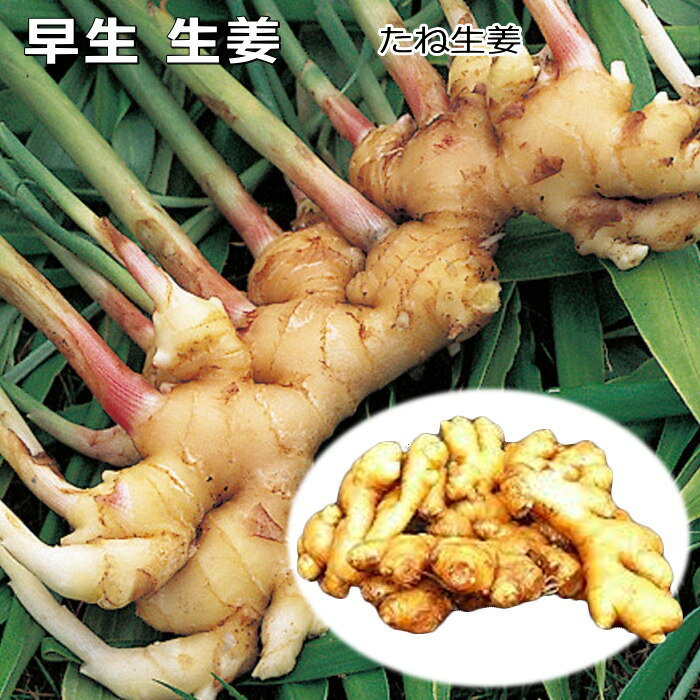 タネ生姜 千葉県産 早生しょうが（三州生姜） 300g