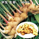 タネ生姜 千葉県産 早生しょうが(三州生姜) 300g