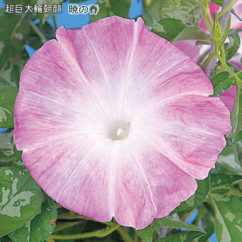 楽天市場】朝顔 鉢植えの通販 楽天市場】朝顔 鉢植えの通販