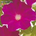 日本朝顔・紅冠 こうかん 1ml(育苗可能本数:およそ5本)