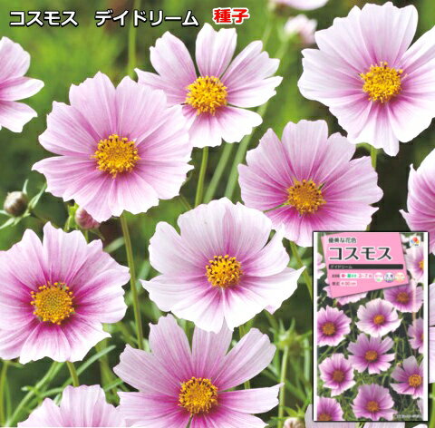 コスモス 種子 デイドリーム 1.5ml （育苗可能本数：およそ30本)のサムネイル