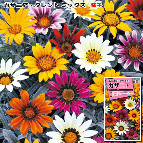 ガザニア 種子　タレント ミックス　0.2ml（育苗可能本数：およそ10本)