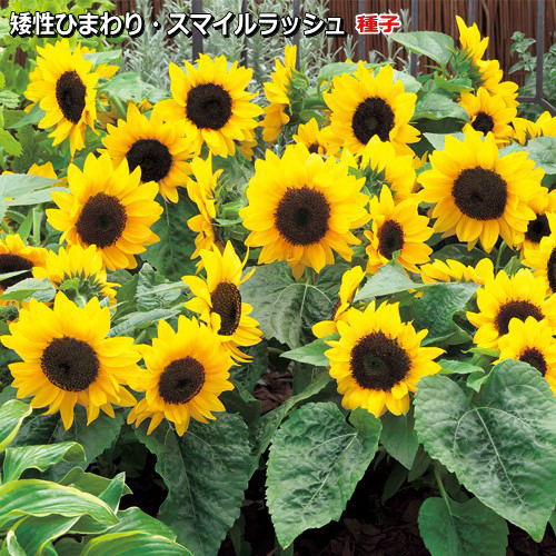 ひまわり 種子　スマイルラッシュ
