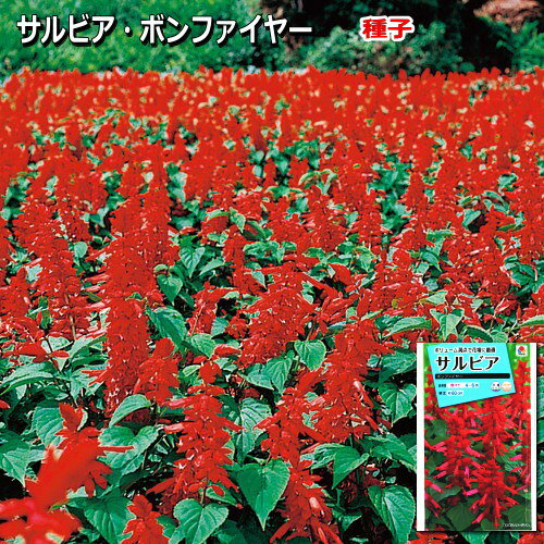 サルビア 種子 ボンファイヤー 0.6ml（育苗可能本数：およそ 35本)