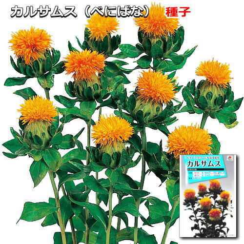 カルサムス（紅花） 種子 丸葉赤花種 4ml（育苗可能本数：およそ20本)
